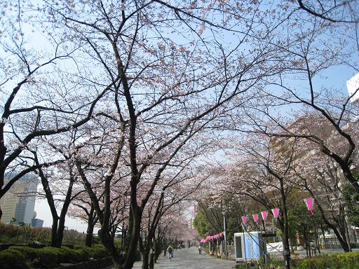 080326-02桜.JPG