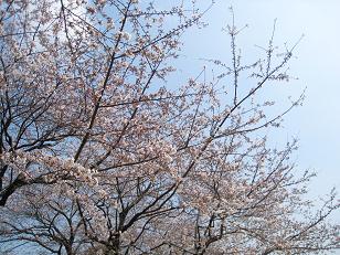 080326-03桜.JPG