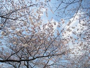080326-04桜.JPG